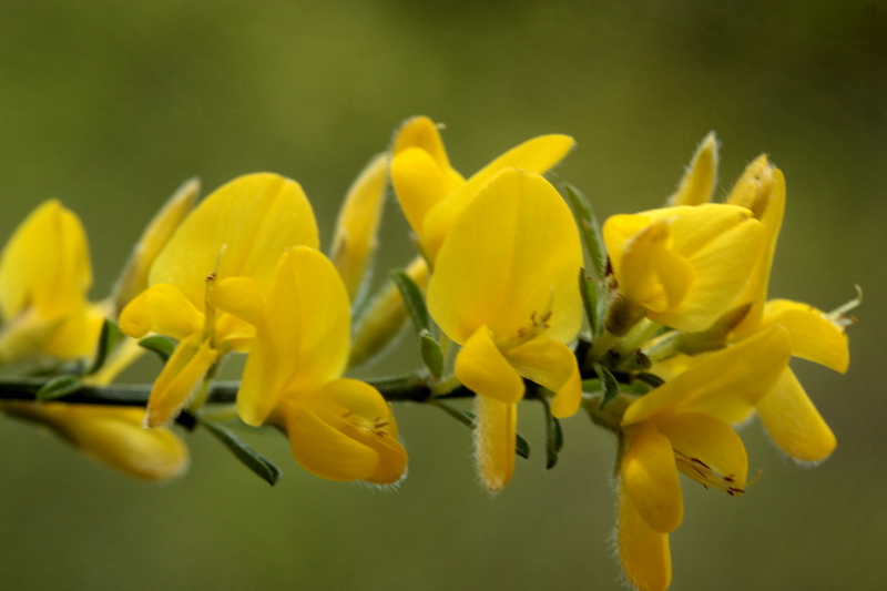 piantina a fiori gialli - Genista cfr.pilosa